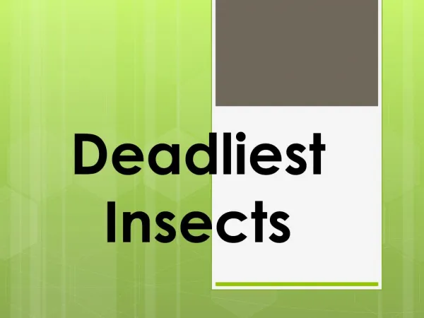 Deadliest Insects