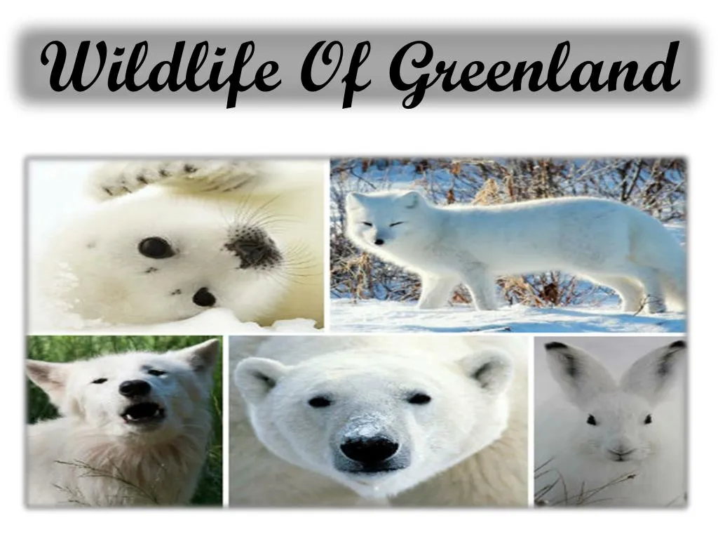 wildlife of greenland