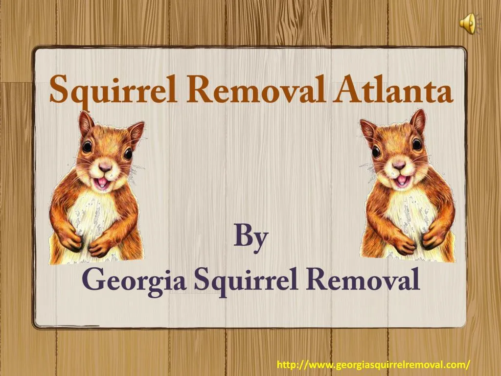 squirrel removal atlanta