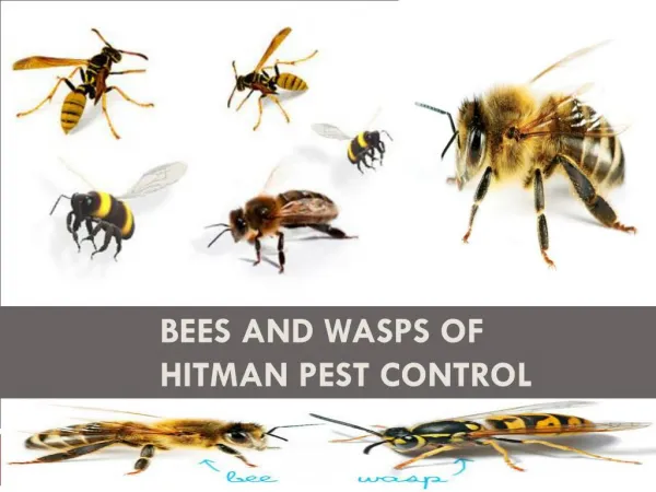 Bees and Wasps of Hitman Pest Control