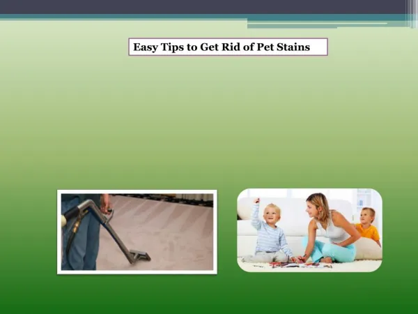 Easy Tips to Get Rid of Pet Stains
