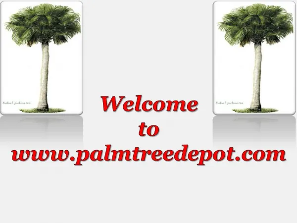 Sabal Palms at Palm Tree Depot