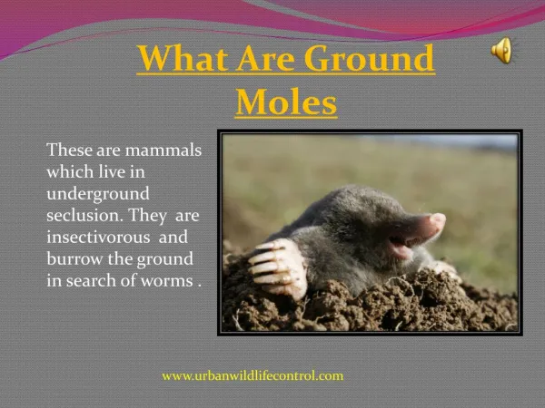 Why We Need Ground Mole Removal