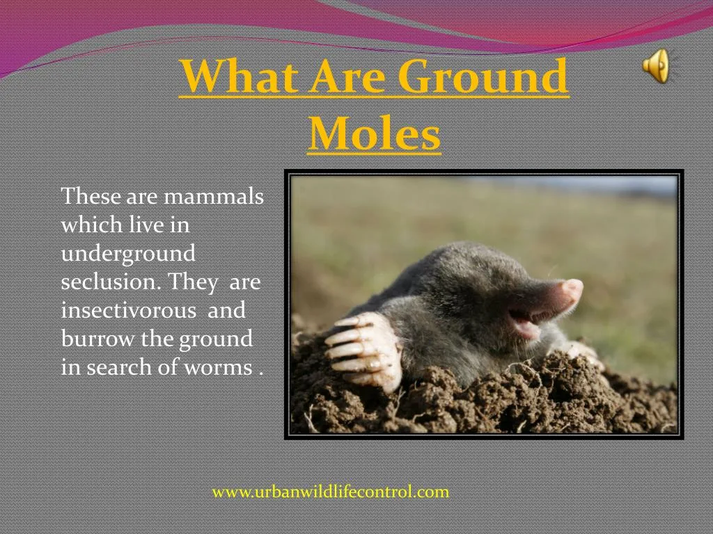 what are ground moles