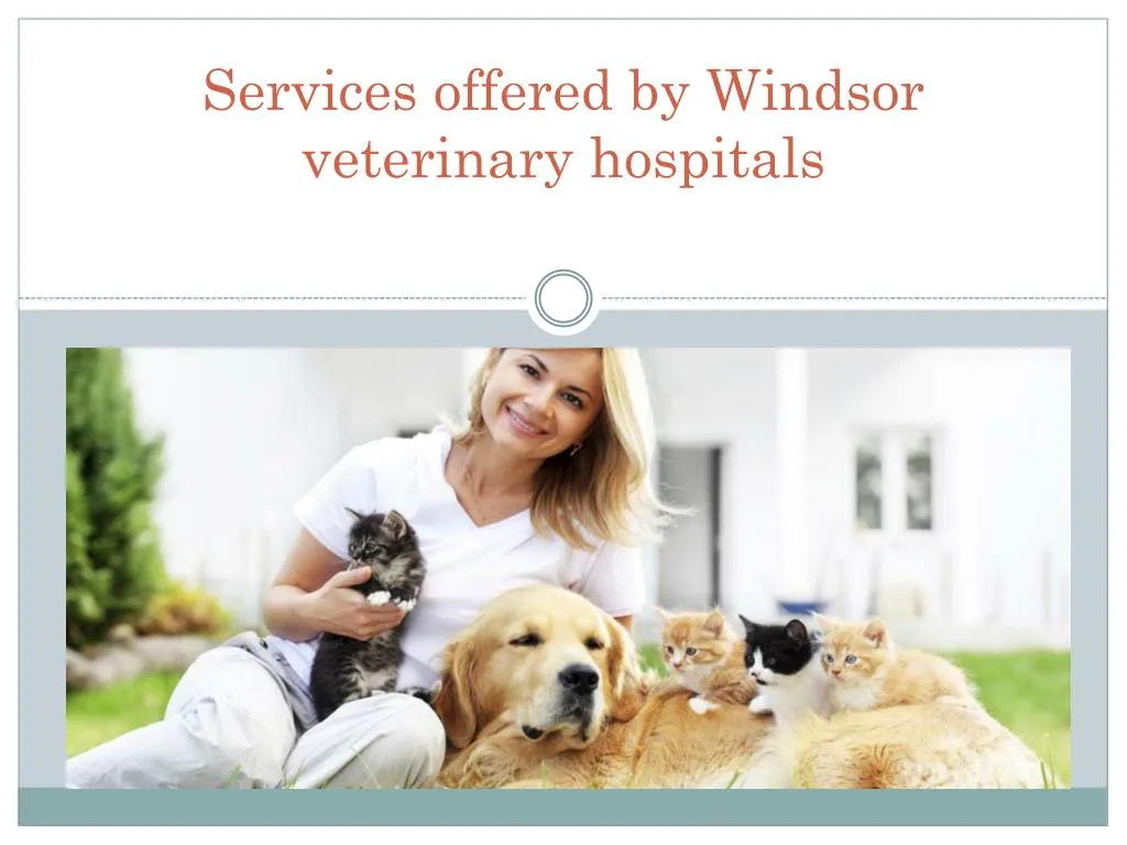 services offered by windsor veterinary hospitals