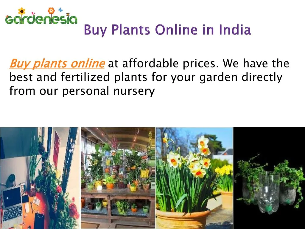 buy plants online in india
