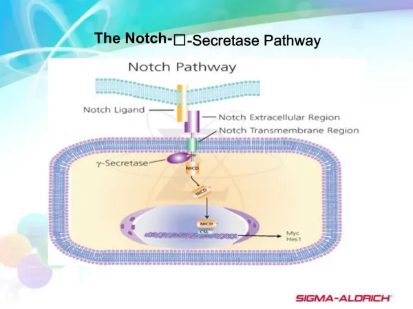 The Notch--Secretase Pathway