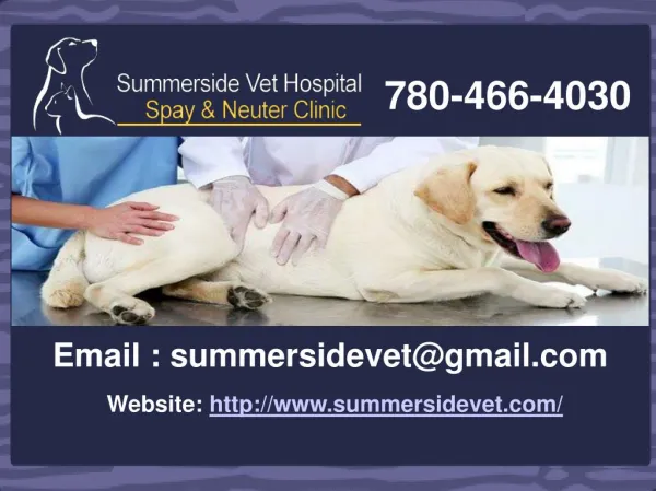 Summerside Vet Hospital – Animal Clinic in Edmonton
