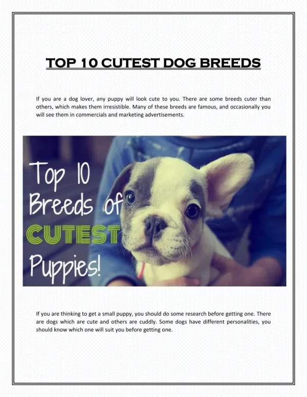 TOP 10 CUTEST DOG BREEDS
