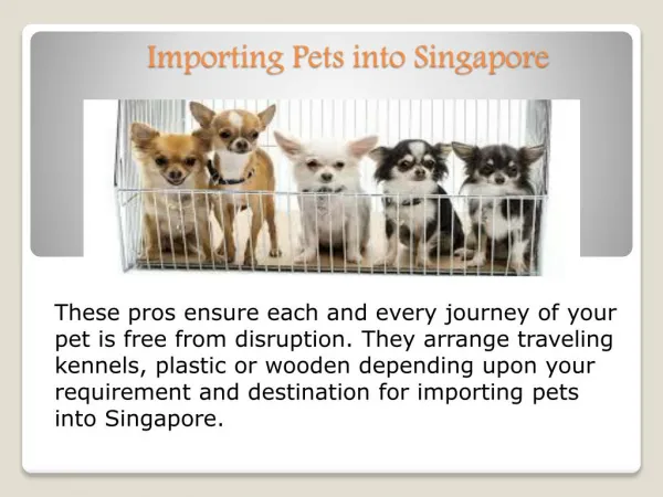 Importing Pets into Singapore