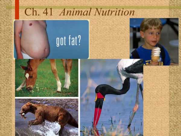Ch. 41 Animal Nutrition