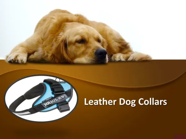 Buy Leather Dog Collars and Harness from Online Store