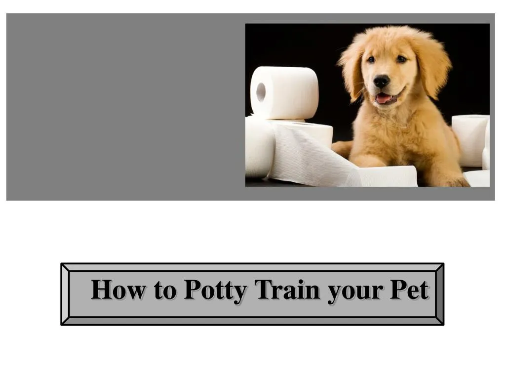 how to potty train your pet