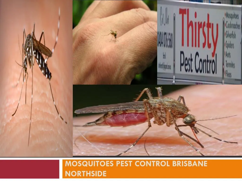 mosquitoes pest control brisbane northside