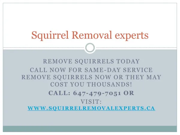 Squirrel Removal experts| Professional squirrel removal Toronto