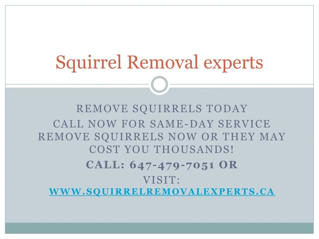 squirrel removal experts