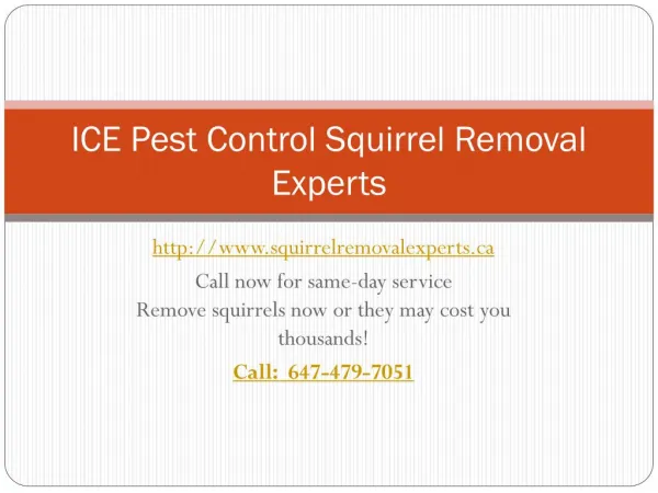 ICE Pest Control Squirrel Removal Experts| Professional squirrel removal Toronto