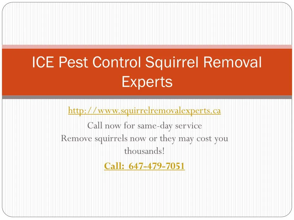 ice pest control squirrel removal experts
