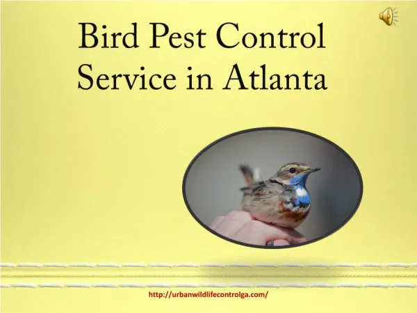 Bird Pest Control Service in Atlanta
