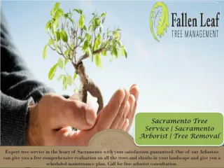 Tree Planting - slide 1