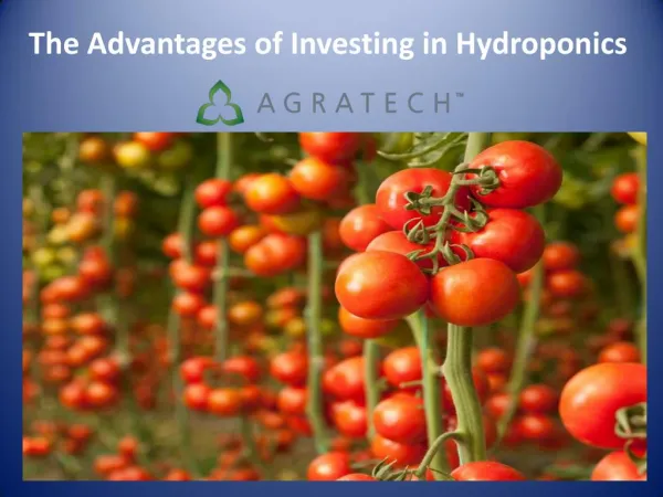 The Advantages of Investing in Hydroponics