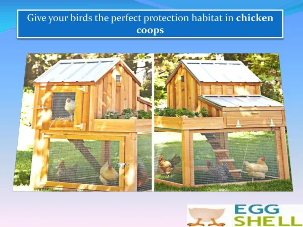 Give your birds the perfect protection habitat in chicken coops