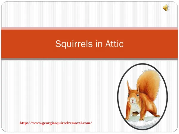 How To Remove Squirrels in Attic