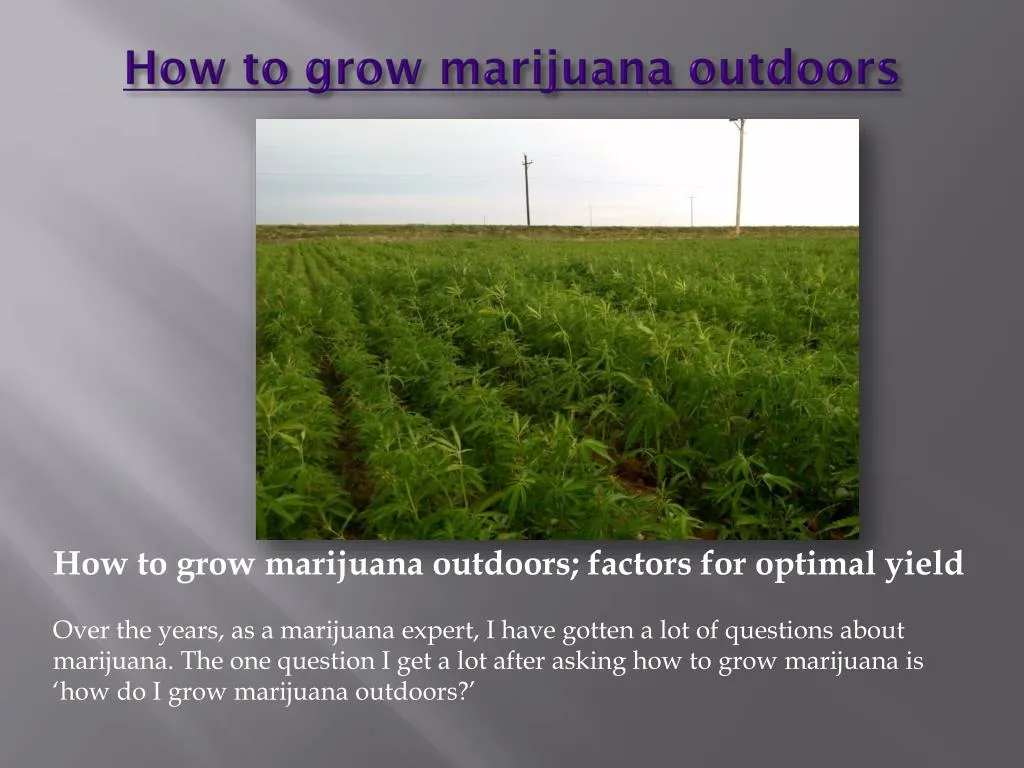 how to grow marijuana outdoors