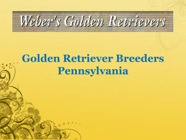 Golden Retriever Breeders Pennsylvania