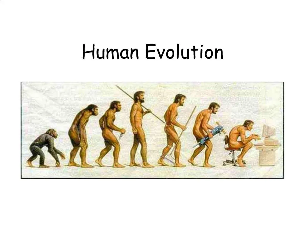 PPT - Human Evolution PowerPoint Presentation, free download - ID:722831