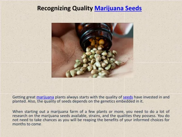 Recognizing Quality Marijuana Seeds