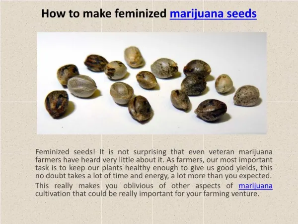 How to make feminized marijuana seeds