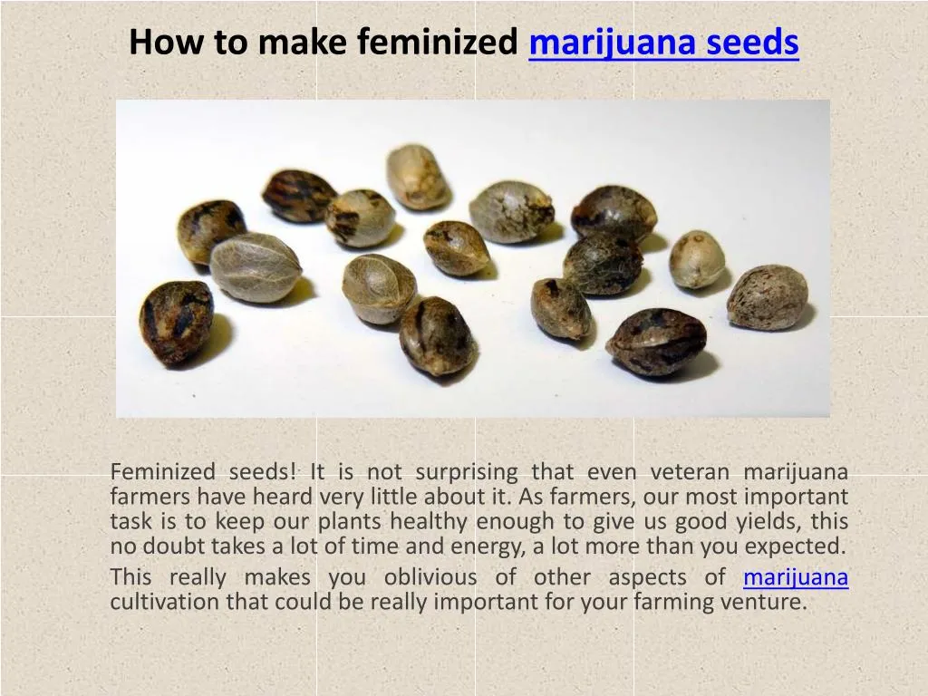 how to make feminized marijuana seeds