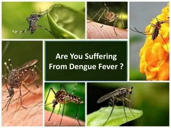Are You Suffering From Dengue Virus