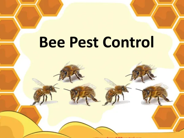 Why We Need Bee Pest Control