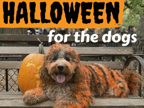 Halloween for the dogs