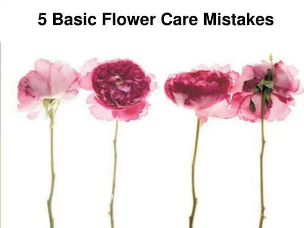 5 Basic Flower Care Mistakes