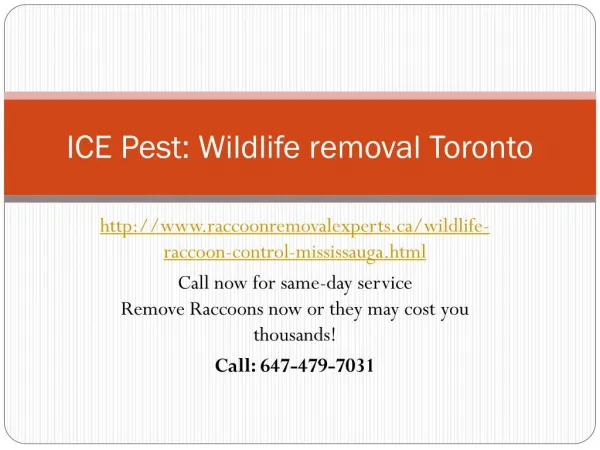 wildlife removal services| Raccoon control Mississauga