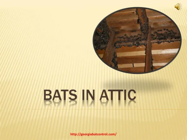 How To Get Rid of Bats in the Attic