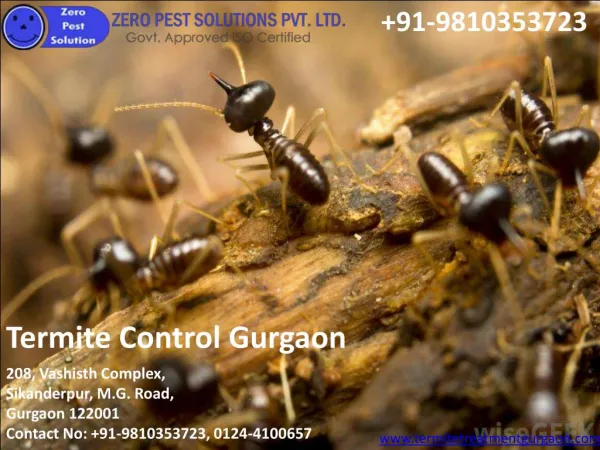 Termite treatment in Greater Noida