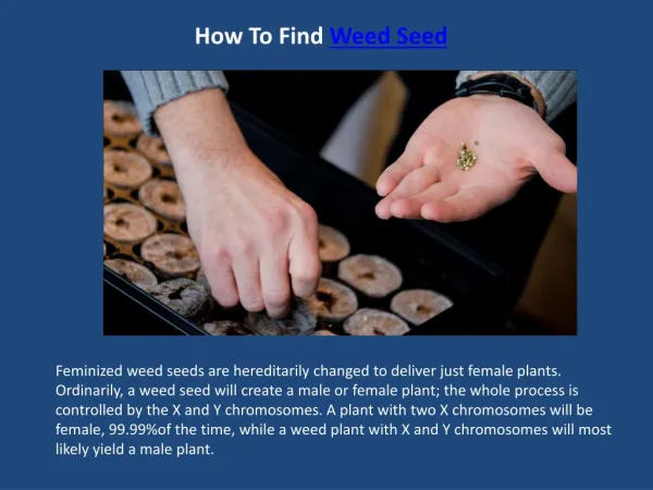 How To Find Weed Seed