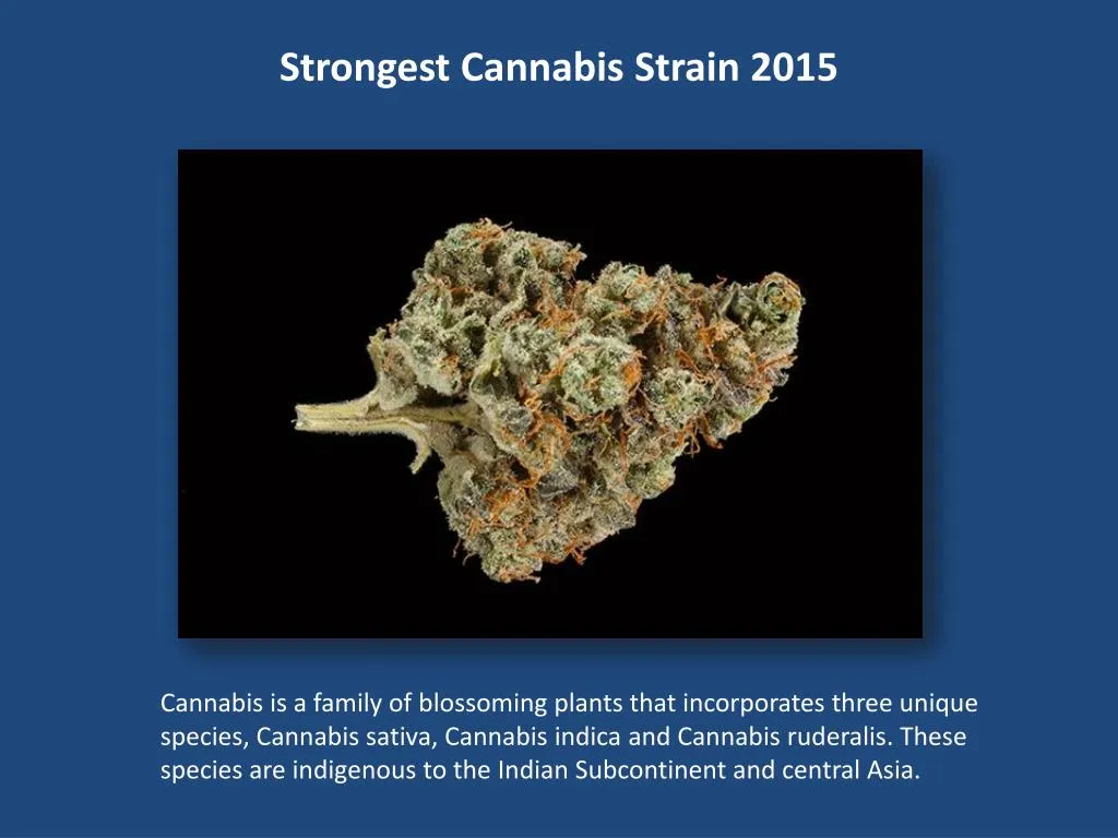 strongest cannabis strain 2015