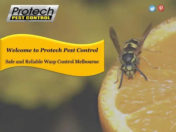Safe and Reliable Wasp Control Melbourne