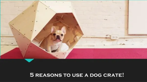 5 reasons to use a dog crate!