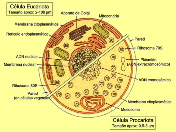 TIPOS DE BACTERIAS