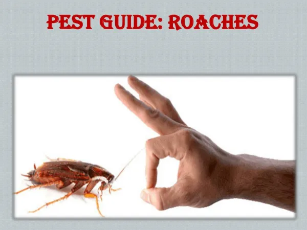 Pest Guide:Roaches