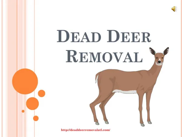 Removal of Dead Deer in Atlanta