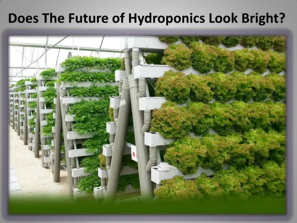 Does The Future of Hydroponics Look Bright?
