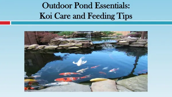 Outdoor Pond Essentials: Koi Care and Feeding Tips