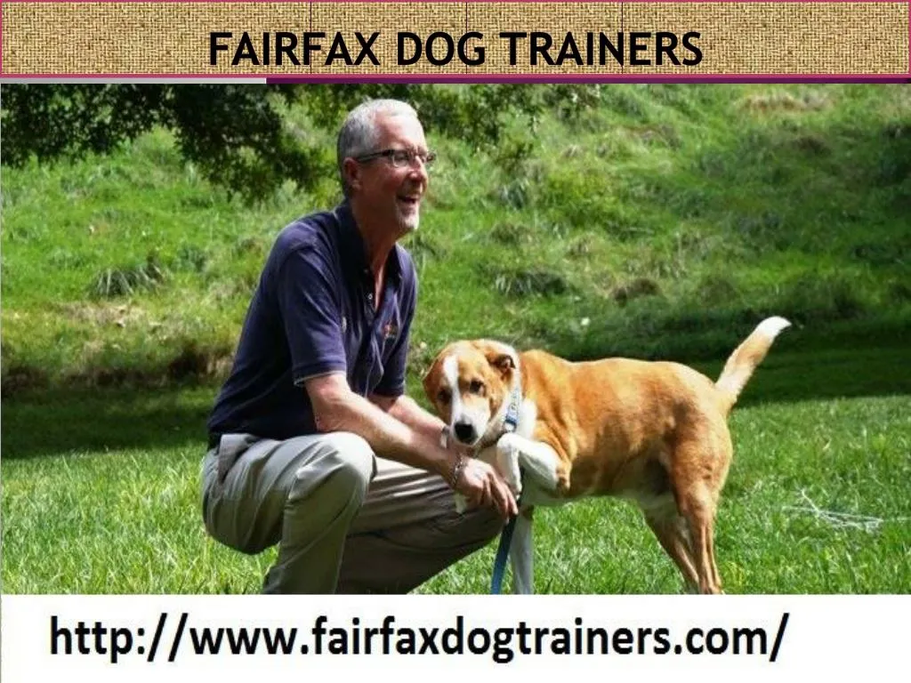 fairfax dog trainers